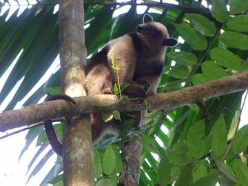 anteater in tree