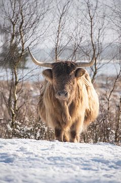 Schotse Hooglander in de sneeuw... van Ans Bastiaanssen