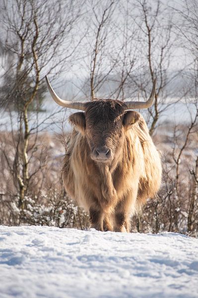 Scottish Highlander in the snow by Ans Bastiaanssen