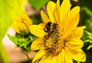 Fleur jaune avec abeille, fond de jardin ensoleillé sur Alex Winter