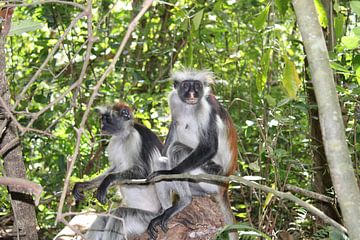 Zanzibar franje aap en Colobus apen van Ramon Beekelaar