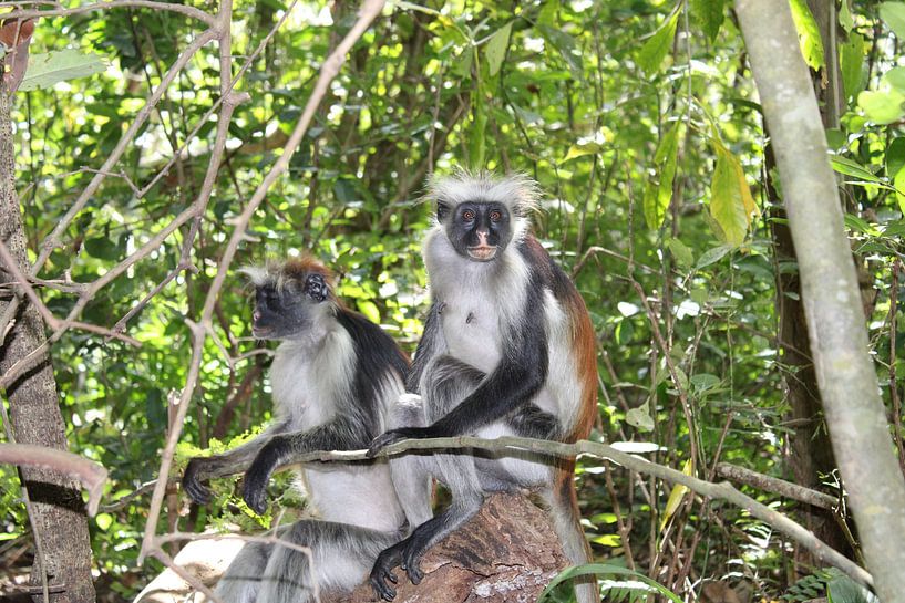 Sansibar-Fransenäffchen und Colobus-Affen von Ramon Beekelaar