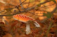 Paddenstoel herfst kleuren