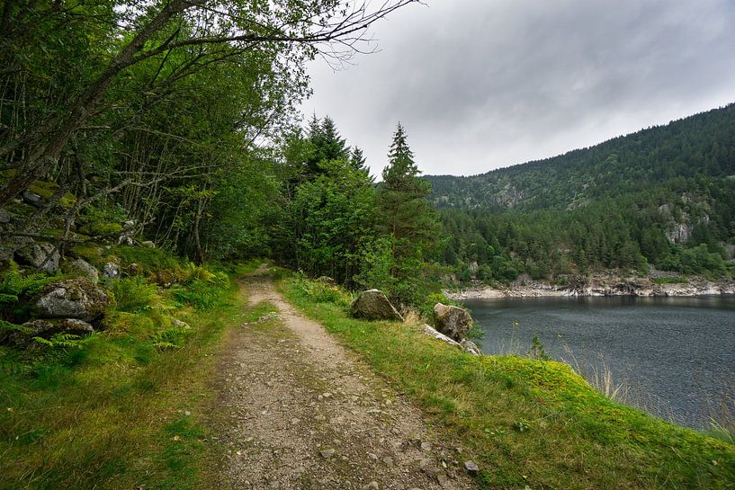 France - Walking path through forest next to lake in french vosges called lac noir by adventure-photos