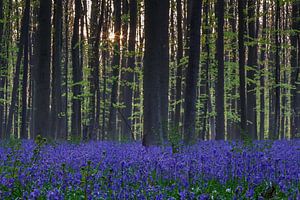 Zonsopkomst in hallerbos