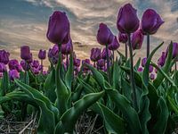Tulpen paars