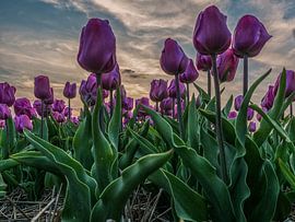 Tulpen paars by Patrick van Baar