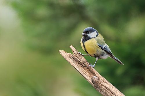 Mésange charbonnière