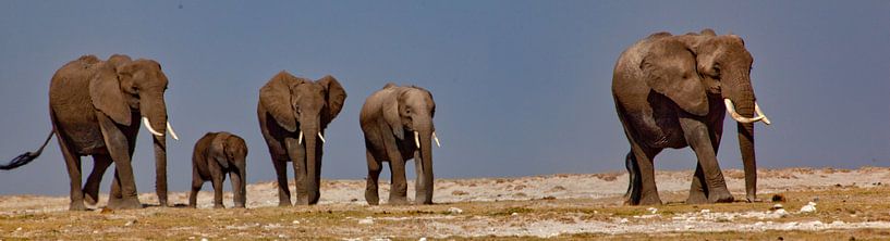 Troupeau d'éléphants par Peter Michel