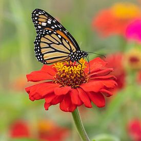 monarch vlinder op een gerbera van gea strucks