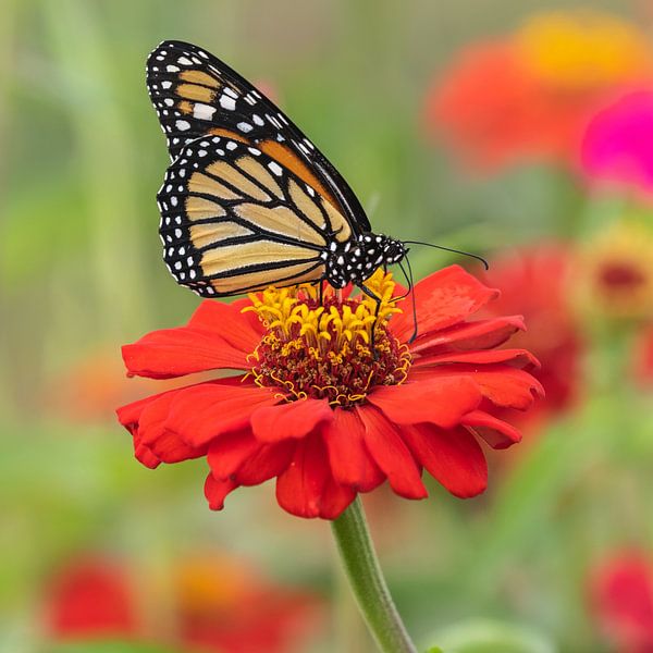 papillon monarque sur un gerbera par gea strucks