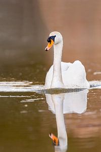Höckerschwan (Cygnus olor)