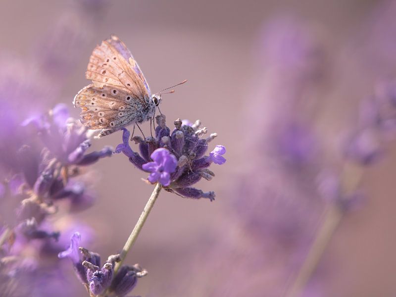 Vlinder op de Lavendel by Jacqueline Heemskerk