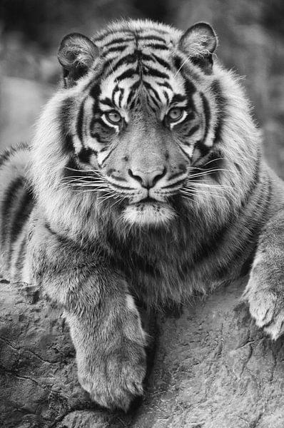 Sibirischer Tiger von Tilly Meijer