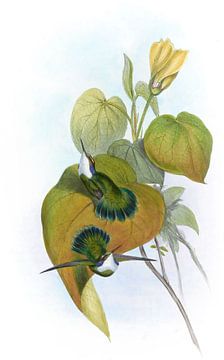 Wit-throated wedge-bill, John Gould van Hummingbirds