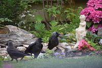 three chews at picture