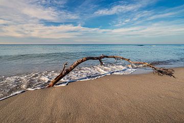 Tronc d'arbre sur la plage ouest de Fischland-Darß sur Rico Ködder