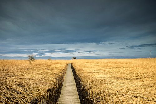 Vogelkiekkaaste in Nieuwe Statenzijl