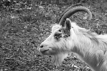 Gros plan en noir et blanc d'une chèvre