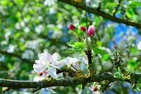 Frühling erwacht