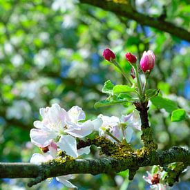 Frühling erwacht von Karin Sigwarth