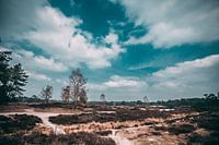 Hollandse heide