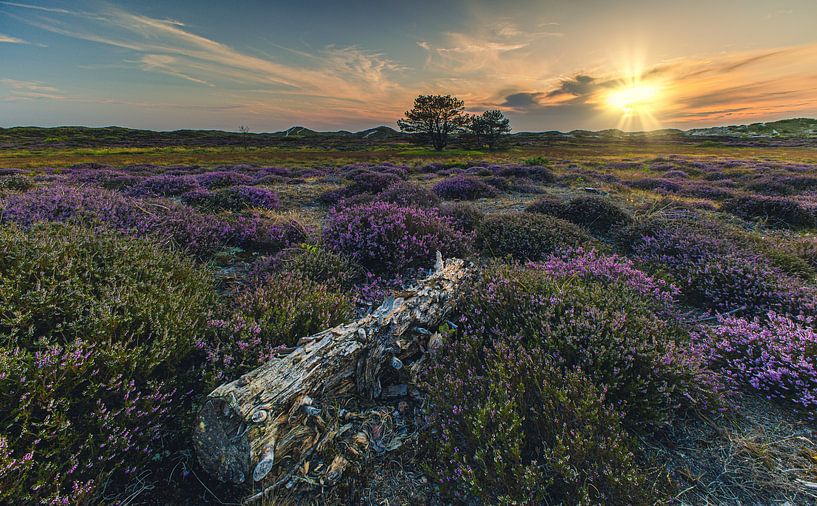 Tree trunk in the heath near Hargen by peterheinspictures