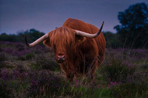 Schottischer Highlander Gasterse Duinen
