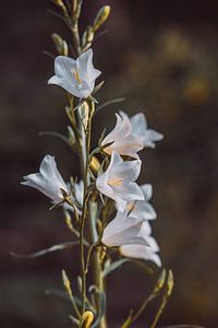 Weiße Blumen von Tessa Dommerholt