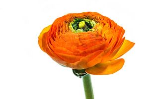 Ranunculus (Ranunculus asiaticus) mit weißem Hintergrund