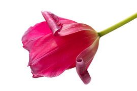 Hot Pink Tulip by Bloemportret