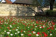 Farben des Frühlings von Thomas Riess Miniaturansicht
