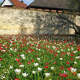 Farben des Frühlings von Thomas Riess