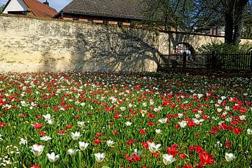 Kleuren van de lente van Thomas Riess