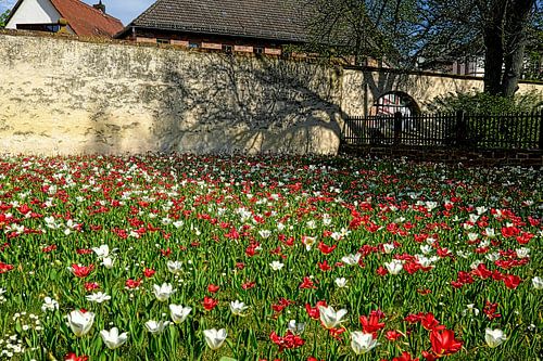 Farben des Frühlings von Thomas Riess
