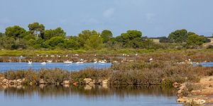 Flamingos in den Salinen am Es Trenc (Mallorca)