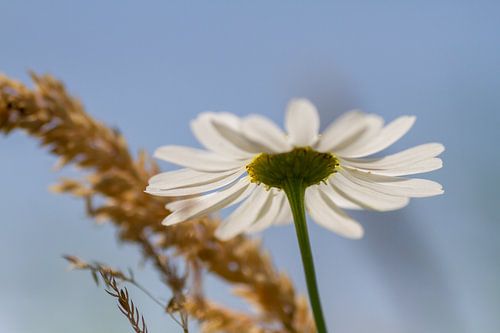 Petite daisy