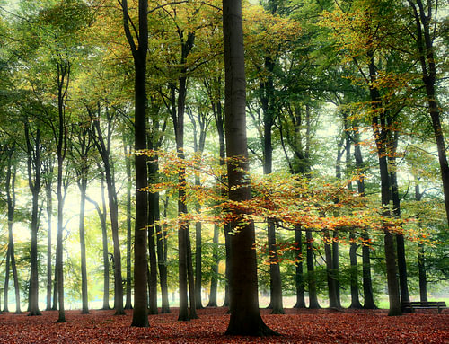 Landgoed Beerschoten Herfst