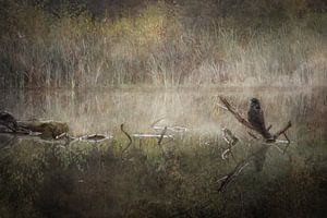 Entre branche et reflet