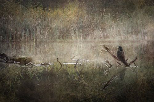 Tussen Reflectie en Riet