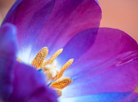 Tulp in macro