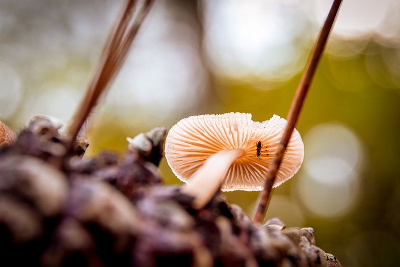 Autumn by peterheinspictures