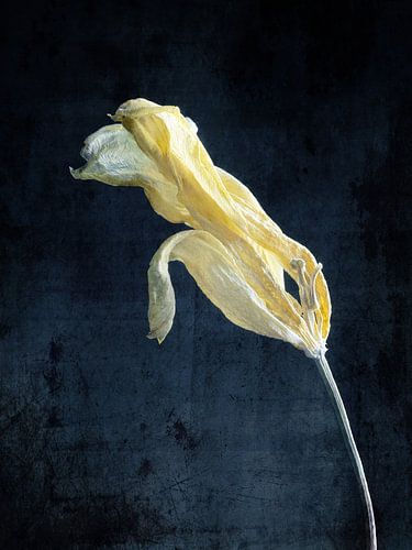 Delicate gele tulp