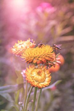 bijen op bloemen van Ribbi