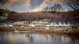 Winter visitors by Carmen Borg