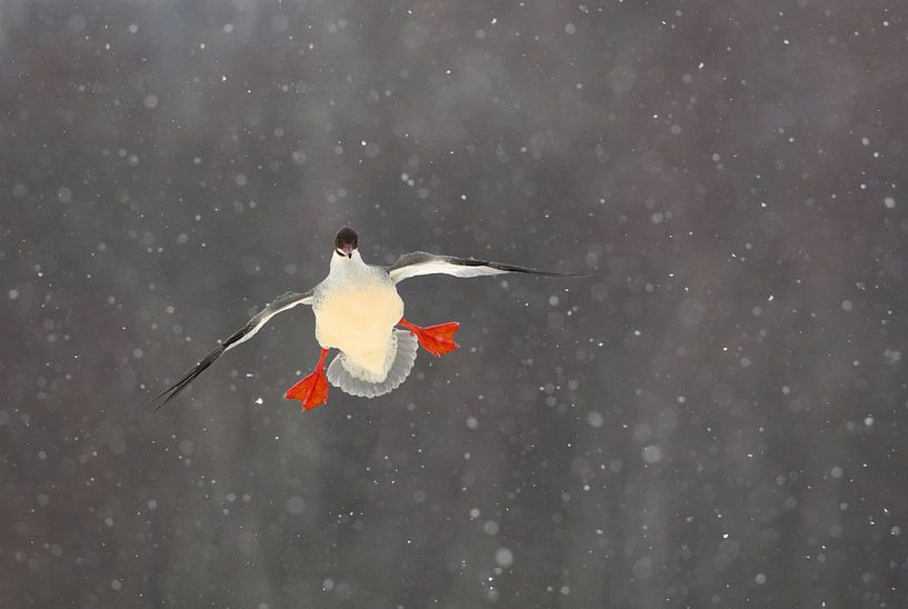 Gänsesäger, Mergus merganser von Beschermingswerk voor aan uw muur