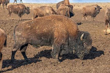 Bison-Herde von t.ART