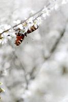 Dagpauwoog tussen de bloesem