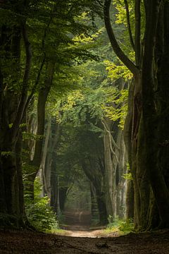 Fairytale forest avenue