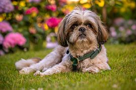 Shih Tzu zwischen Hortensien's | Hundefotografie von Christelle Nonnekes